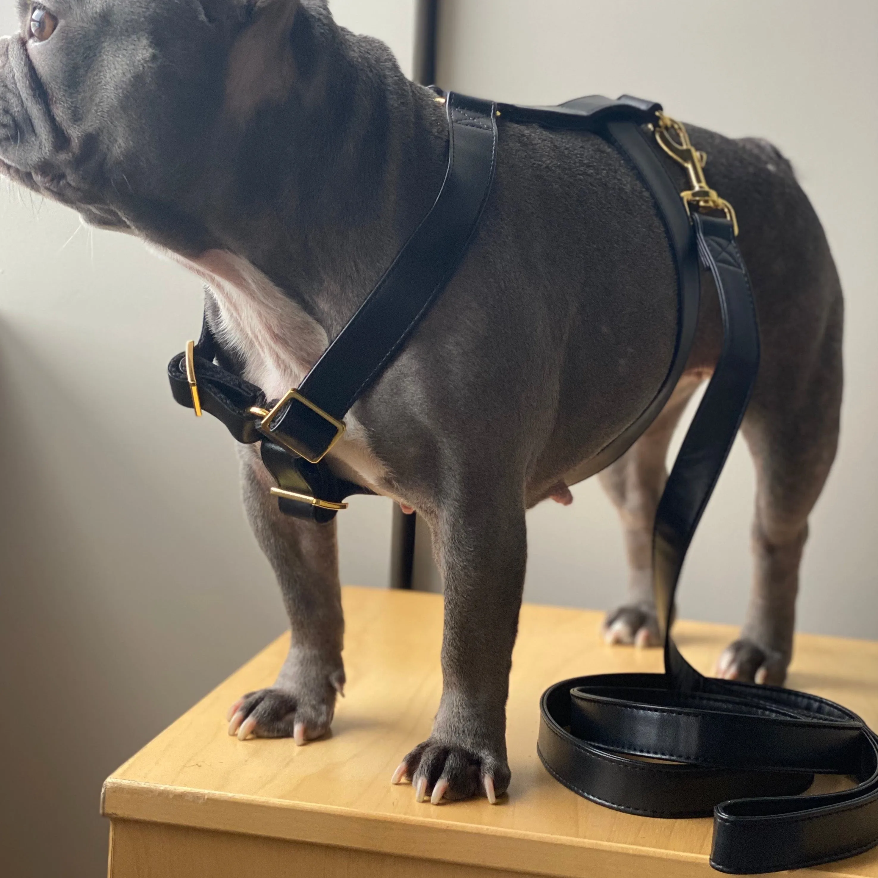 Dark Knight Gold Harness