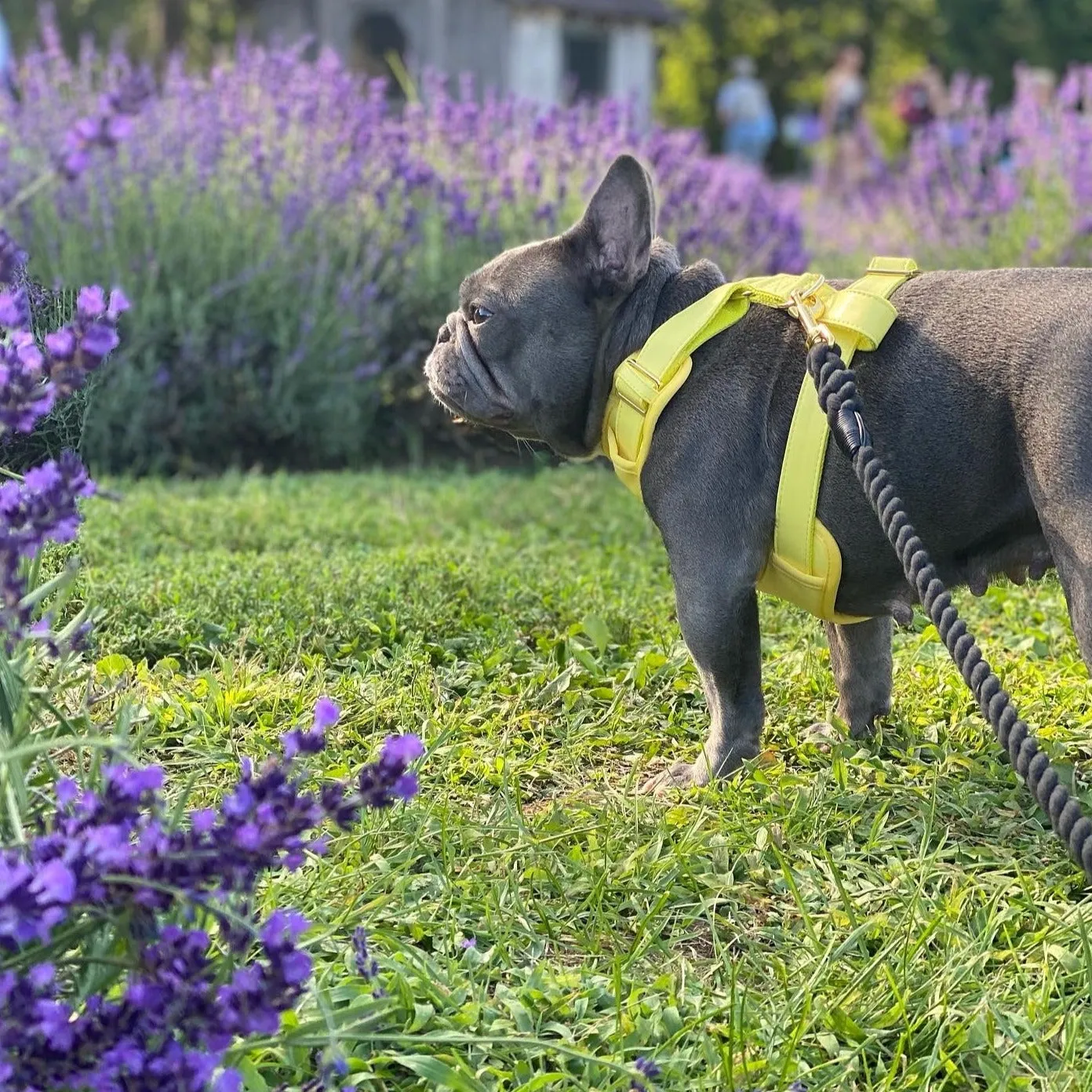 Honey Harness