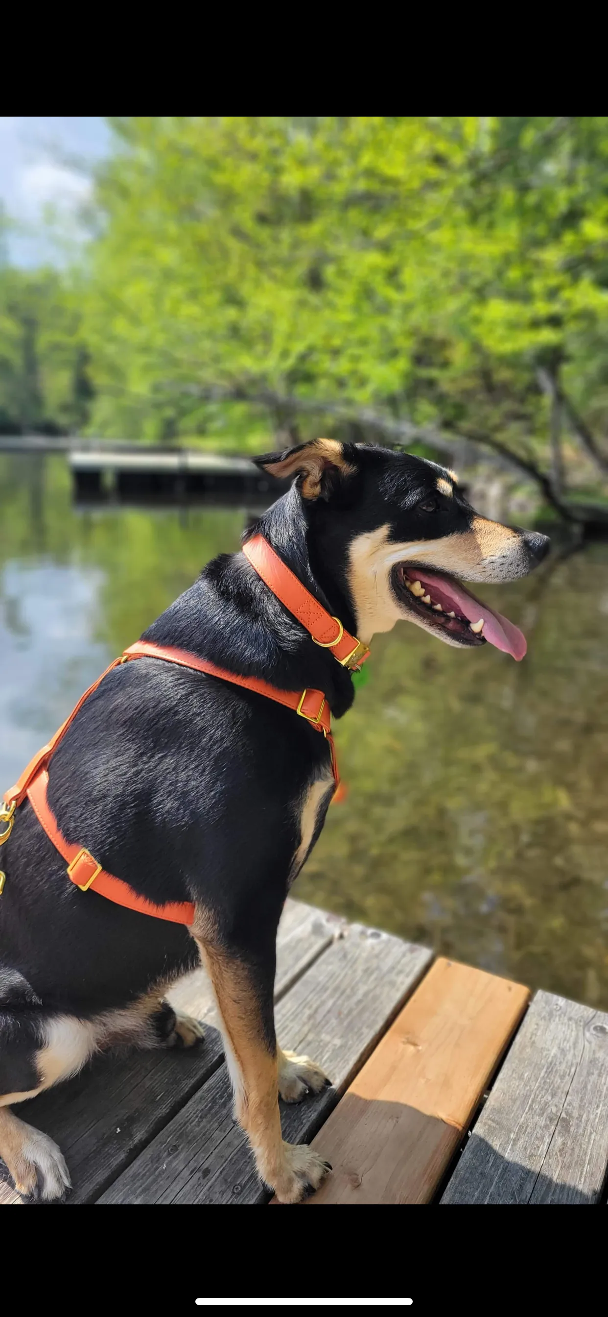 Pumpkin Harness