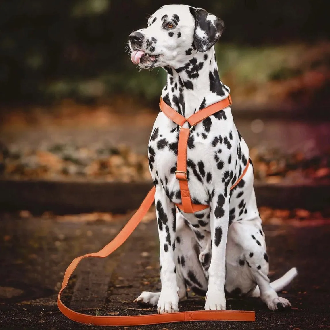 Pumpkin Harness