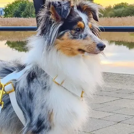 White Pearl Deluxe Harness